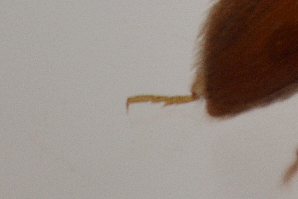 Endomychidae: Symbiotes gibberosus